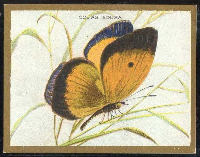 Colias Edusa